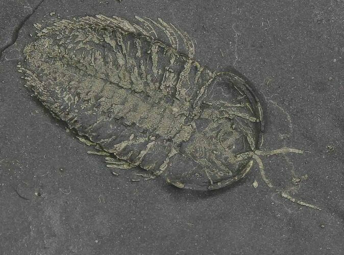 Pyritized Triarthrus Trilobite With Appendages - New York #92489